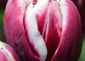 Tulipa Ocean Drive ® (3)